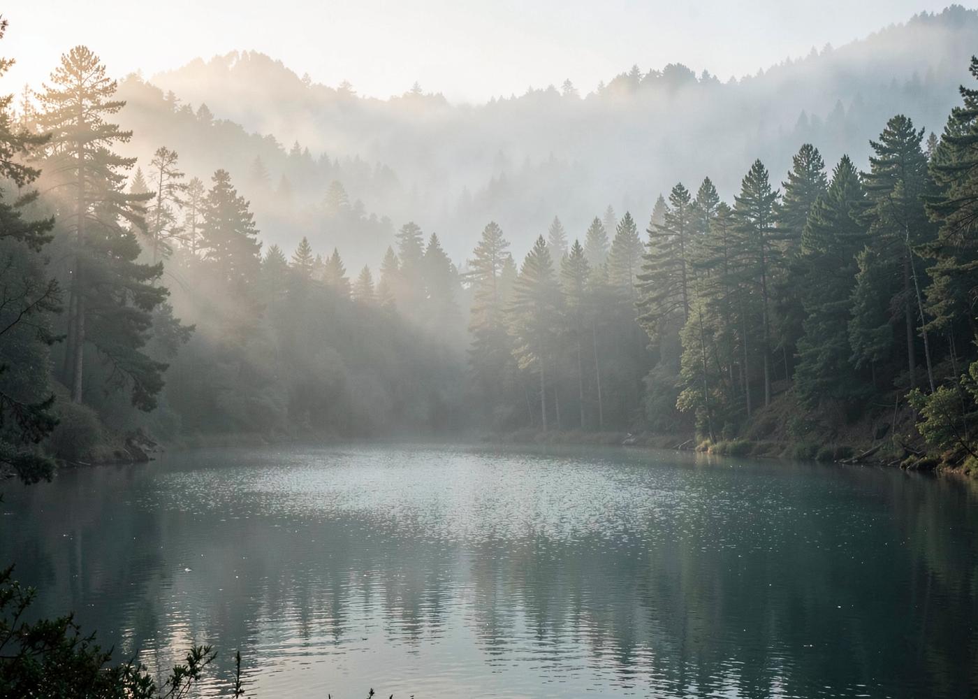 Still lake surrounded by misty pine forest at dawn in Kodaikanal